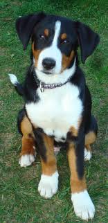 Entlebucher Mountain Named After The Entlebuch Valley From Whence He Came The Entlebucher Is The Smalle Dog Breeds Medium Dog Breeds Entlebucher Mountain Dog