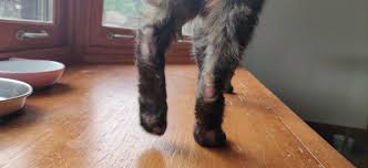 Thus if you discover bald patches on your cat, you will have to determine the underlying cause of the hair loss. Cat Has Bald Patches On Back Legs Off 76 Www Usushimd Com