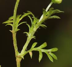 Image result for Cotula australis