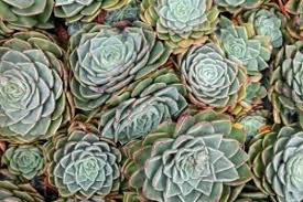 De hortus botanicus amsterdam hoera, de hortus is weer open! Botanischer Garten Zuidas Grune Oase In Amsterdam