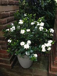 Image result for Gardenia