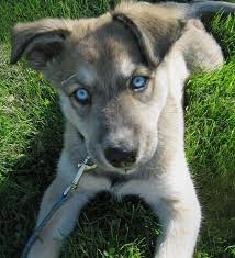 We did not find results for: Somebody Crossed A German Shepherd With A Husky And It S The Most Beautiful Thing Ever German Shepherd Husky Mix Husky Mix Puppies Shepherd Puppies