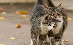 Cara Mengawinkan Kucing Supaya Berhasil Faunafella