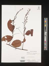 Image result for Afrobrunnichia erecta