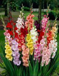 Growing Gladiolus Flowers In Gardens And Pots Flowersandflowerthings Gladiolus Flower Bulb Flowers Beautiful Flowers
