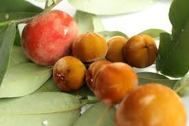 Kalau di indonesia tergantung musimnya dan tergantung buahnya apa. Pernah Dengar Buah Rokam Kenali 10 Buah Buahan Rare Yang Ada Di Malaysia I Suke Mstar