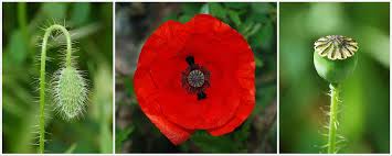Pin On Flower Inspiration