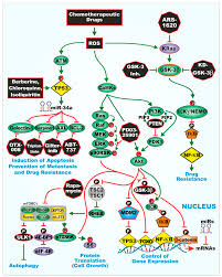 GSK-3β Can Regulate the Sensitivity of MIA-PaCa-2 Pancreatic and MCF-7  Breast Cancer Cells to Chemotherapeutic Drugs, Targeted Therapeutics and  Nutraceuticals