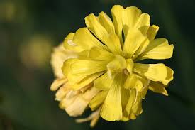 Image result for Oxalis pes-caprae