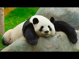 Sushi delivery near you in singapore. Fanny Panda In Singapore Zoo Youtube