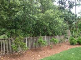 It sees uses both in the garden and for subsequently, question is, do wax myrtles repel mosquitoes? A Hedge Of Hollies And Wax Myrtles A Peek At Billy S New Yard Oak Street Garden Shop And Local Market