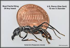 Ant Introduction