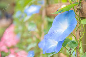 We did not find results for: Morning Glory In Bloom Or Blue Flower On The Bamboo Wooden Fence Stock Photo Picture And Royalty Free Image Image 136805513