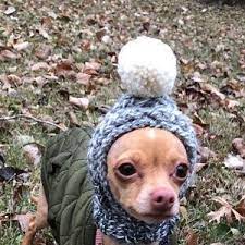 Deep Teal Knit Wool Hat For Small Dog Puppy Hood Etsy Dog Beanie Puppies Dogs And Puppies