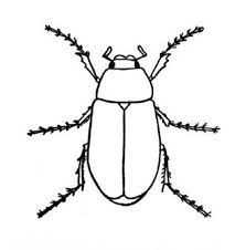 Beetle Bugs Coloring Page Coloring Sun Insect Coloring Pages Bug Coloring Pages Coloring Pages
