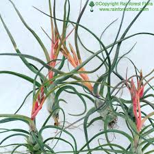 Image result for Bulbostylis megastachys