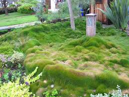 Maybe you would like to learn more about one of these? Zoysia Wikipedia