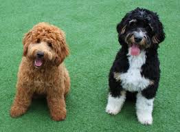Goldendoodle dogs and puppies available for adoption near marana, glendale, and goodyear! High Mesa Doodles High Mesa Doodles Home