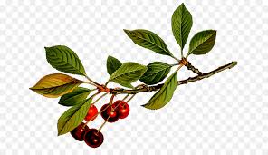 Cherry tree picture, by giaart for: Cherry Blossom Tree Png Download 1280 720 Free Transparent Cherry Png Download Cleanpng Kisspng
