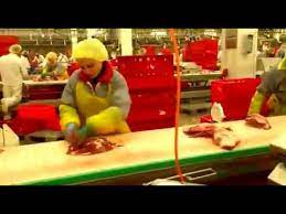 Care sunt oportunitatile de munca pentru studenti in olanda? Munca In Fabrici De Carne Joburi Pentru Femei Si Cupluri Sau Barbati Youtube
