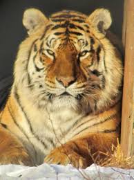 Indiana officers seize tigers, lions, other big cats. Exotic Feline Rescue Center Centerpoint 2021 All You Need To Know Before You Go With Photos Tripadvisor