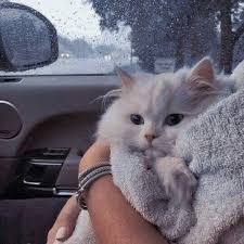 Find and book the cheapest intercape bus tickets online with busbud. Pin By Emily Wilcox On Pets In 2020 Animals Pets Cute Animals