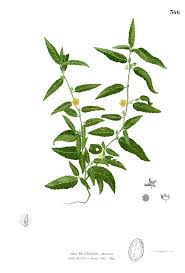 Image result for Sida acuta