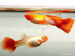 These fish are a guppy endler cross that is. Guppy Poecilia Reticulata Wiki