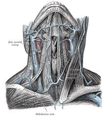 The left common carotid comes directly off the aortic arch, while the right common carotid comes from the brachiocephalic. The Veins Of The Neck Human Anatomy