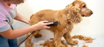 Use a regular dog brush to make sure everything is nice and even. How To Clip Dogs Hair At Home Step By Step Guide