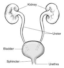 Image result for Renal Function