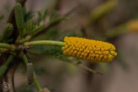 Image result for Acacia cornigera
