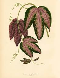 Mar 15, 2019 · these tropical plants are a top household choice and do great indoors. 10 Free Tropical Leaves Printables Instant Art Botanicals The Graphics Fairy