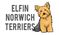 All of our puppies are akc registered. Elfin Norwich Terriers Norwich Terrier Champion Lineage