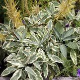 Image result for Bergia salaria