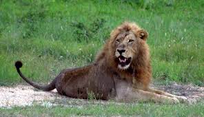 African Lions Face Extinction By 2050 Could Gain Endangered Species Act Protection African Lion Endangered Species Wildlife Conservation