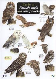 Small British Birds Of Prey Images Guide To British Owls And Owl Pellets British Birds Identification Owl Owl Pellets