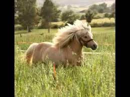 They are descendants of horses brought by the spanish during their attempt to conquer the western world. Falabella Horse Swfasr