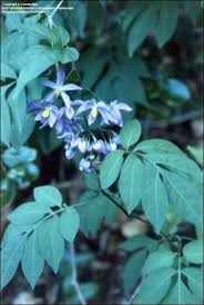 Image result for Solanum seaforthianum