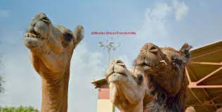 Why to join national research centre on camel? Pin On My Blog Posts