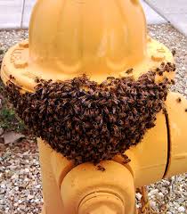 Some species are important primarily with the number of properties in our locale containing swimming pools, the problems involved with bee removal phoenix az become very obvious. Bee Removal Chandler Az Phxbees