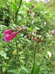 Image result for Strobilanthes hamiltoniana