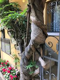 Lago maggiore e&v real estate agency will help you to find the most beautiful houses for sale in stresa, apartments in arona, villas on lago d'orta and much more. File Climbing Wisteria Stresa Italy Jpg Wikipedia