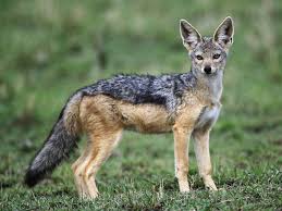 Jackal Wallpaper Animals Town Animal Spirit Guides Black Backed Jackal Animal Medicine