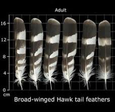 Black And White Striped Bird Feather The Feather Atlas Feather Identification And Scans Feather Identification Feather Art Eagle Feathers