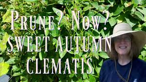 We did not find results for: Pruning Sweet Autumn Clematis I M Doing It Now Youtube