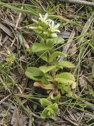 Image result for Cerastium glomeratum