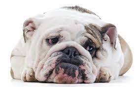 Do Dogs Understand Death Terribly Terrier