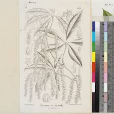 Image result for Dioscorea quartiniana