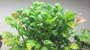 Your seedlings were killed by fungus gnat larvae. Why Are My Cilantro Leaves So Small And How To Fix It Plant2harvest